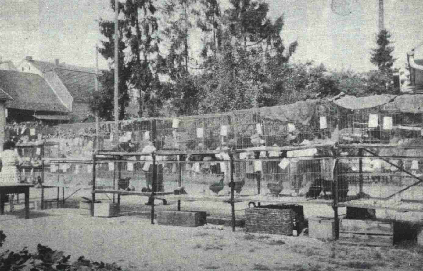 Erste Ausstellung (Jungtierschau) im Jahr 1954, beim Fischerheim